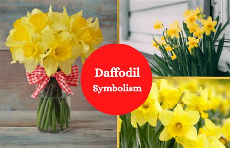 Daffodil Flower Symbolism And Meaning Symbol Sage
