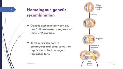 Genetic Recombination Mechanism