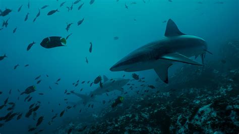 Galapagos Sharks Wallpapers Top Free Galapagos Sharks Backgrounds