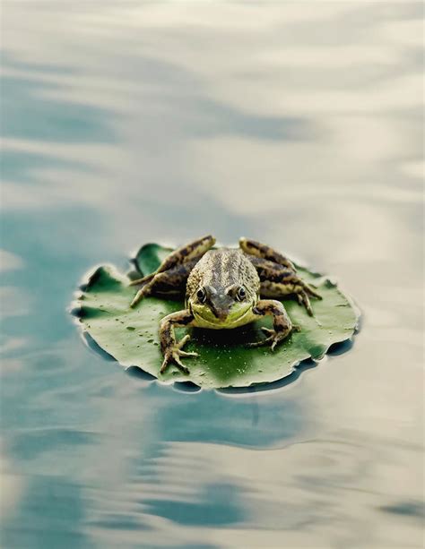 Frog On Lily Pad By Burazin