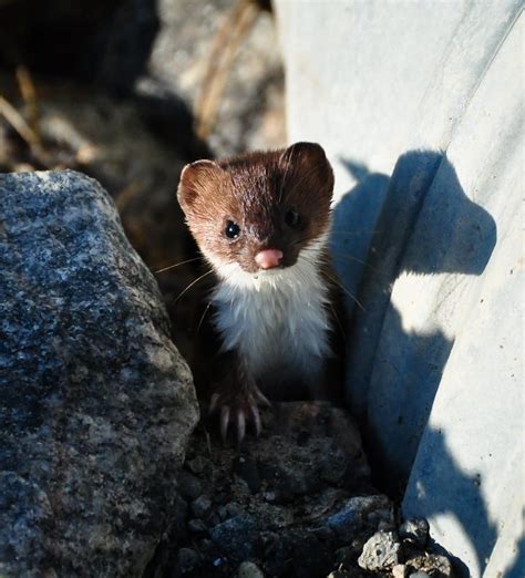 Juvenile Short Tailed Weasel Null North American Animals American