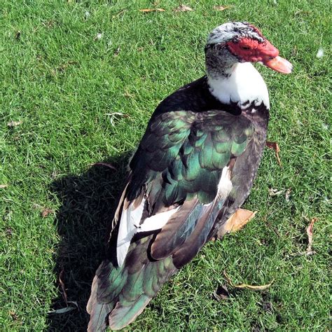 Pest control services improve and protect our health, the places we live and work, the quality of the air we breathe, the water we drink, and the food we eat. Muscovy Ducks - All Florida Pest Control