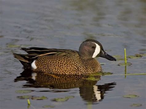 Green Winged Teal In 2023 Blue Winged Teal Teal Duck