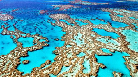 Gran Barrera de Coral alcanza récord de recuperación DW 08 08 2022