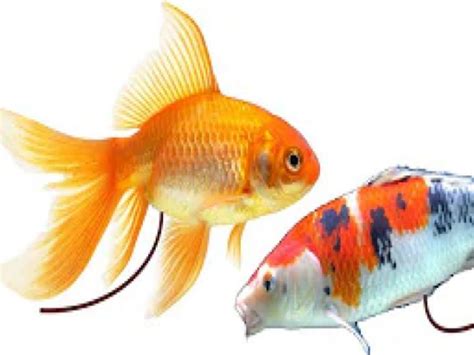 Goldfish Poop Understanding The Colors Behind Their Wastes