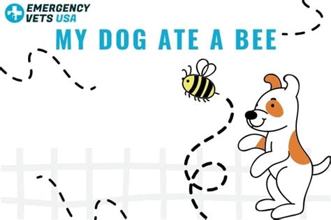 My Dog Ate A Bee Should I Be Worried How To Treat Bee Stings In Dogs