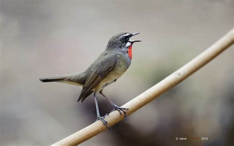 Siberian Rubythroat Focusing On Wildlife