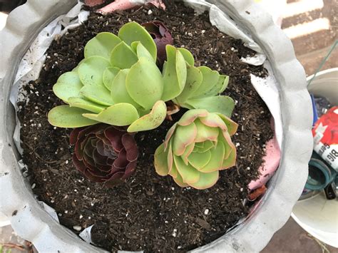 We did not find results for: DIY Succulent Container Garden - My Uncommon Slice of Suburbia