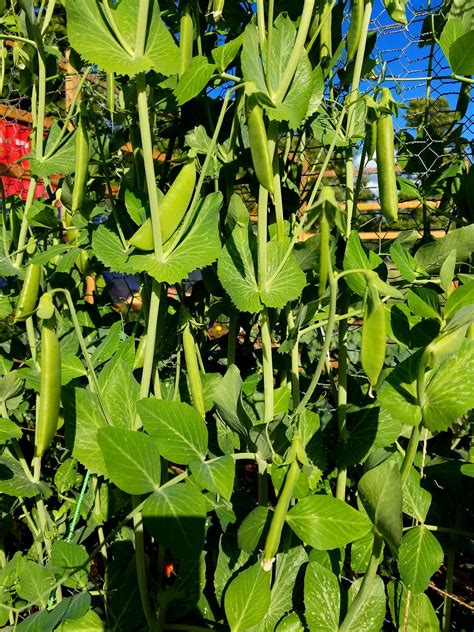 How To Presprout And Grow Sugar Snap Peas Step By Step Instructions