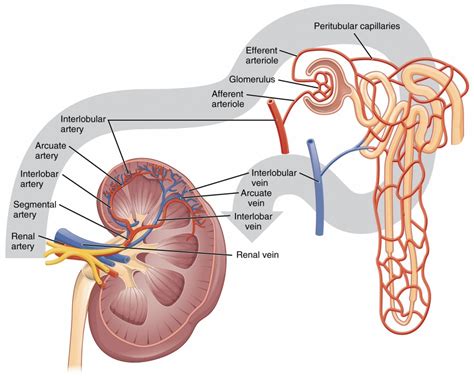 Drag The Labels Onto The Diagram To Identify The Blood Vessels Of The Kidneys Diagram Resource