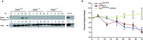 Macrophage Arg1 Is A Susceptibility Factor In Experimental