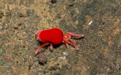 View for sale listing photos, nearby sales and find your perfect piece of real estate in aiken, sc 29801. How To Identify Clover Mites | FAQS About Clover Mites