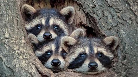 That is typically illegal in most places unless you're a licensed wildlife rehabilitator. Picture perfect photo of local baby raccoons goes viral ...