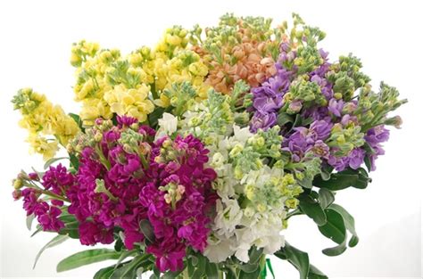 17 Most Breathtaking Flowers In Season In April Everafterguide