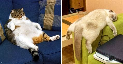 24 Cats Who Are So Tired They Dont Give A Darn Bright Side