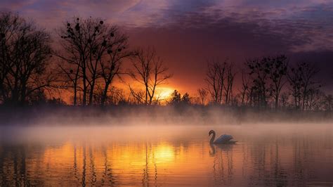 Swan On Water And Fog During Sunset Hd Birds Wallpapers