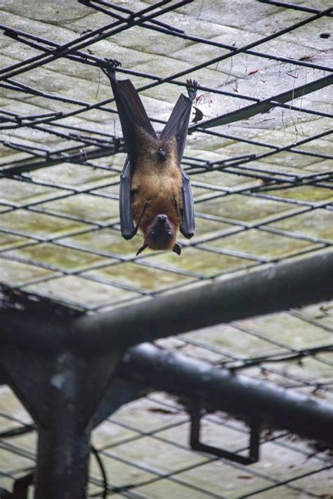 The Large Flying Fox Zoochat