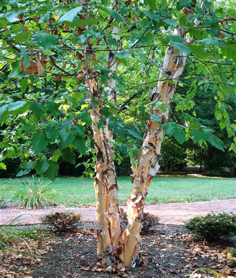 Betula Nigra ‘bnmtf Duraheat Kiefer Nursery Trees