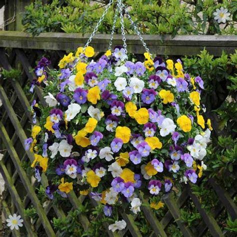 Trailing Hardy Pansy Cool Wave Mix