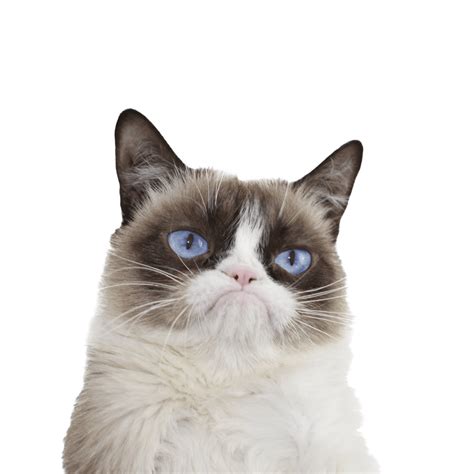 Grumpy Cat Ojos Azules Png Transparente Stickpng