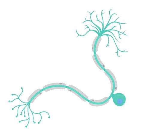 Hunger can also cause the stomach to contract. Sensory Neuron - The Definitive Guide | Biology Dictionary