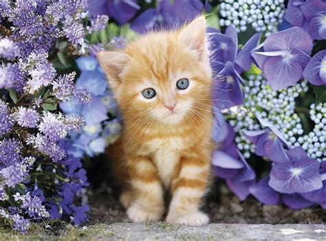 Tiny Kitten In Flowers Image Id 230940 Image Abyss