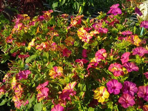 Four o'clock flowers can be pink, red, magenta, lavender, yellow, or white. Photo of the entire plant of Four o'Clocks (Mirabilis ...