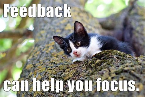 Growth Mindset And Feedback Cats Feedback Can Help You Focus