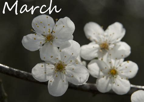 Pictures march. The March. March month. March месяц. March картинки.