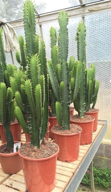 Euphorbia Acruensis Cactus Type House Plant Xxxl Size 105 120cm Tall