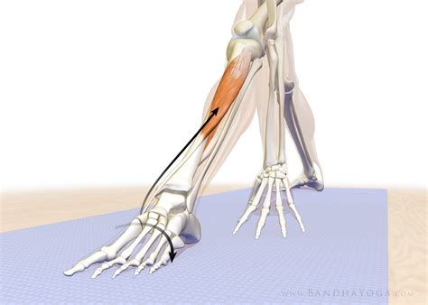 Better news in the summer months may be enough to counter depression in the majority of individuals. Trikonasana, Part 3: Foot Arch Mastery | YogaUOnline