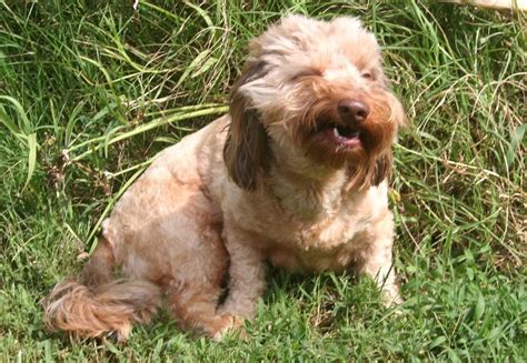 How to stop a dog from eating grass? Diagnosing, Treating Grass Allergies in Dogs | Wikilawn