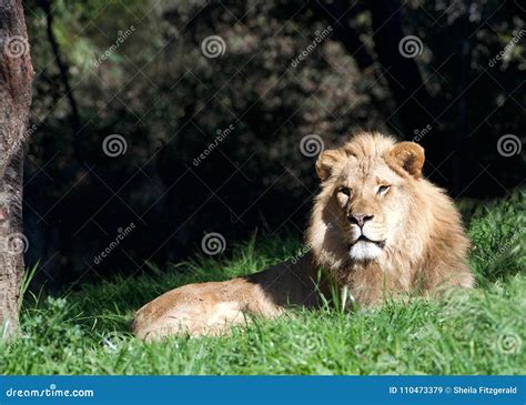 Male Lion Laying In Grass Looking At Viewer Stock Image Image Of