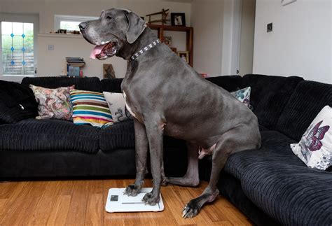Britains Biggest Dog Measures 7ft And Tips The Scales At A Whopping 15