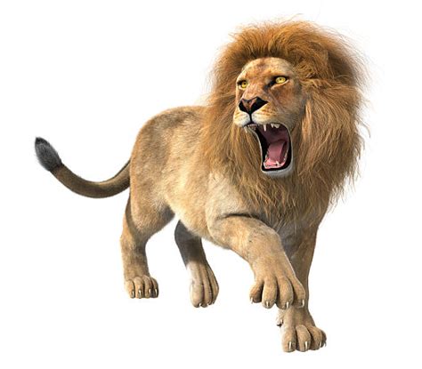 Top 60 Lion Roaring Stock Photos Pictures And Images Istock