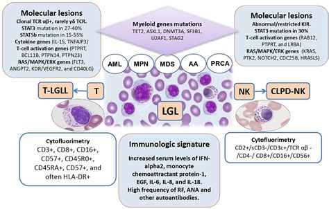 Frontiers Large Granular Lymphocyte Expansion In Myeloid Diseases And