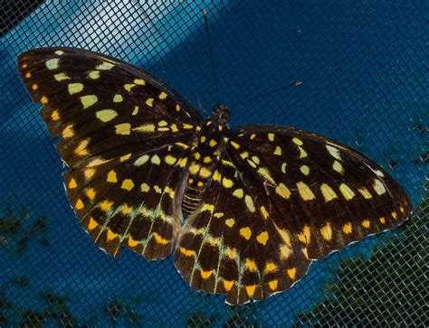 Fotos Gratis Ala Insecto Biología Polilla Mariposa Fauna