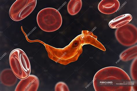 Digital Illustration Of Trypanosome Parasite In Blood Causing Chagas