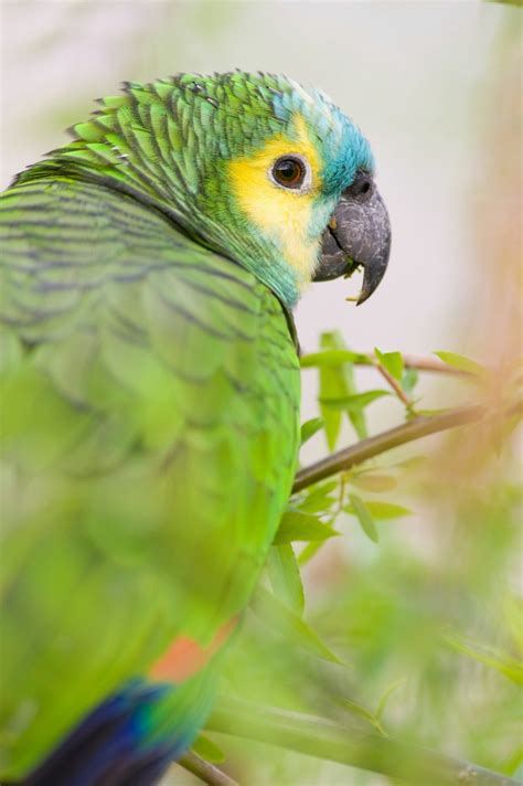 Blue Fronted Amazon Parrot Information And Photos Thriftyfun