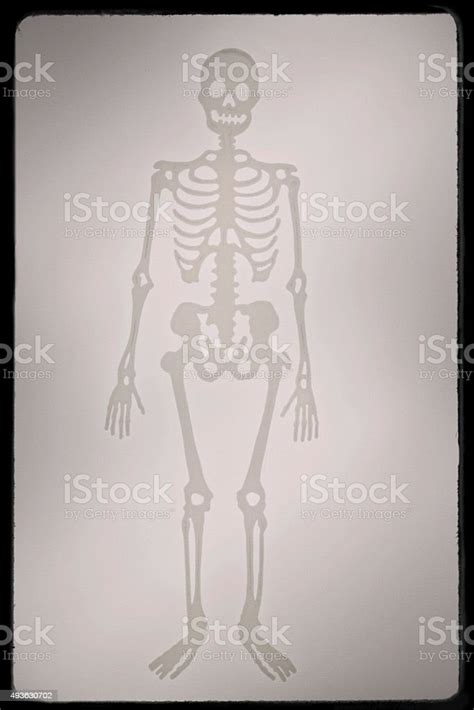 Skeletons Of Humans In Black Frame Stock Photo Download Image Now