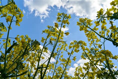 Canola Field In Bloom Stock Image Image Of Field Nature 218264039