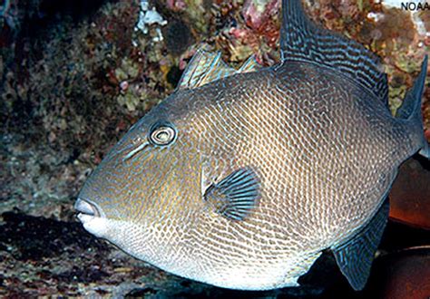 Protections Approved For Dozens Of South Atlantic Fish Species Ecowatch