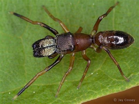 Ant Mimic Jumping Spider Myrmarachne Formicaria Jumping Spider Spider Arachnids