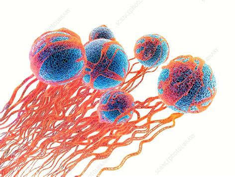 Cancer Cells Illustration Stock Image F0201291 Science Photo
