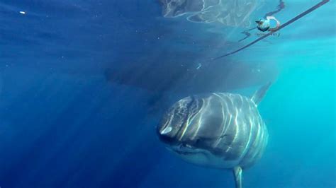 Video Footage May Reveal The Largest Great White Shark Ever Caught On