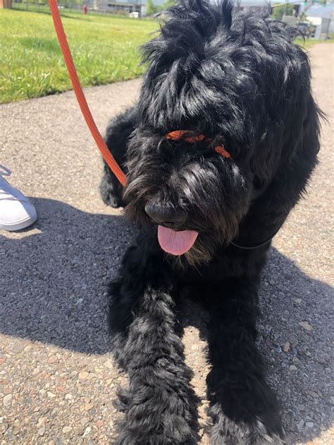 When i found sandor on the web site i really liked the quality of the dogs he had for sale.i bought two solids from him. Portuguese Water Dog Puppies For Sale | South Jordan, UT ...
