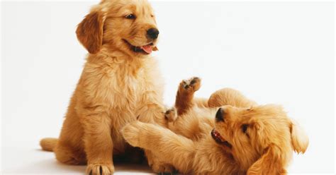 Watch These Adorable Golden Retriever Puppies Grow Up