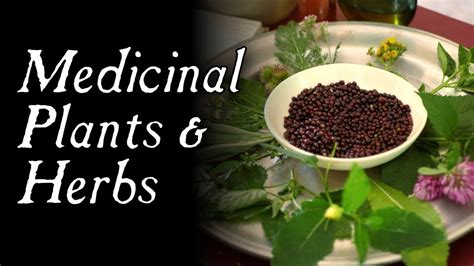These Plants Could Have Saved You Historical Herbal Medicine Youtube