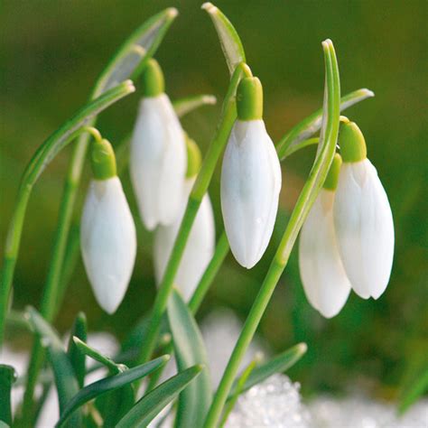 The information on this site is presented in good faith, but we take no responsibility as to the accuracy of the information provided. Snowdrop Bulbs - Common - All Flower Bulbs - Flower Bulbs ...