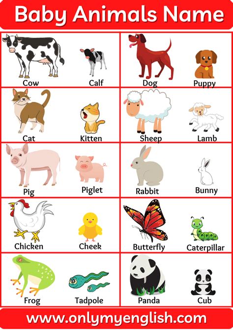 40 Animals And Their Babies Animals Baby Name